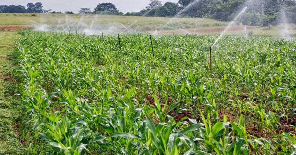 NeoTech Kenya Agribusiness IRRIGATION