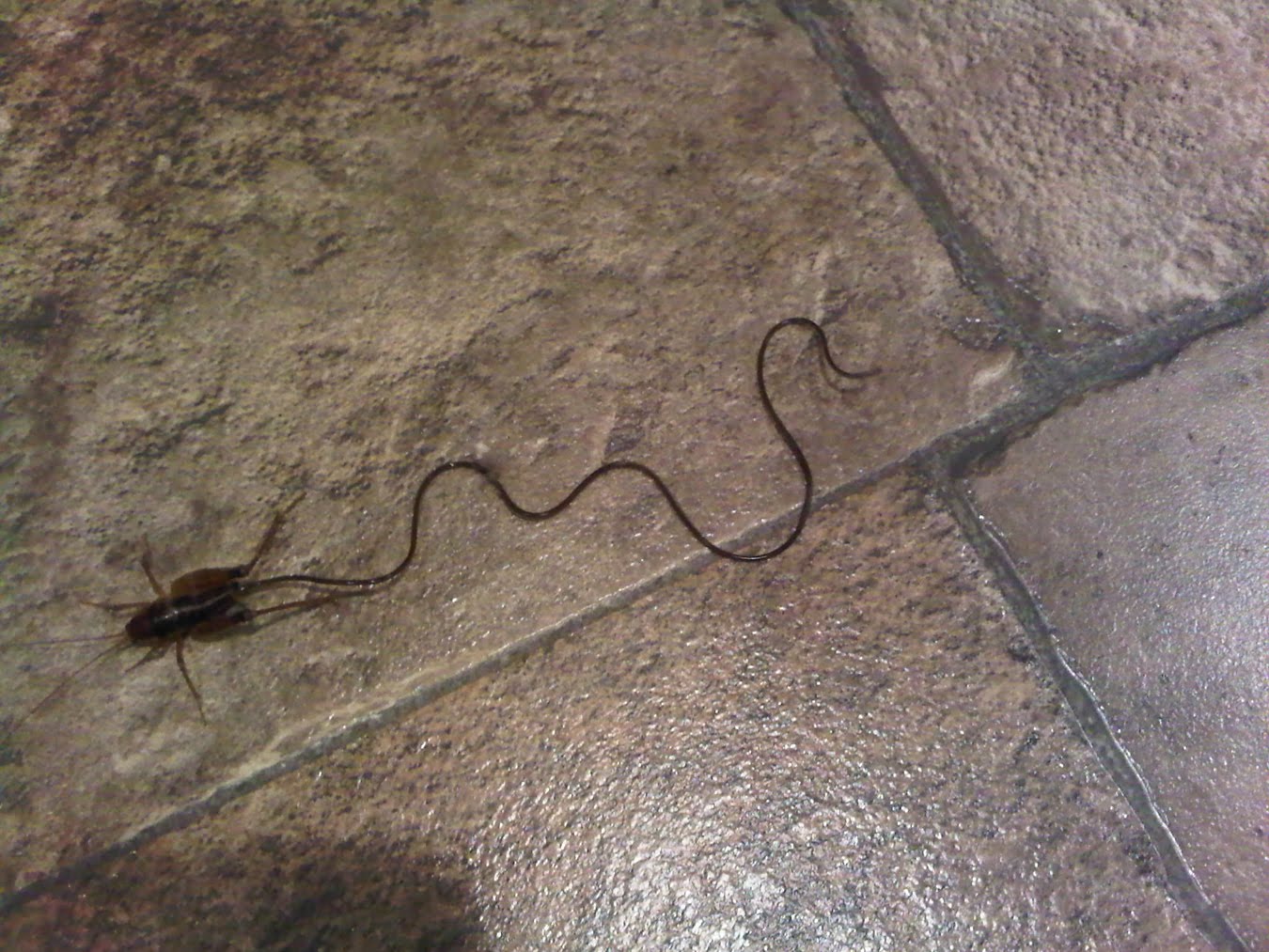 Creepy Dreadful Wonderful Parasites Case of the Week 185