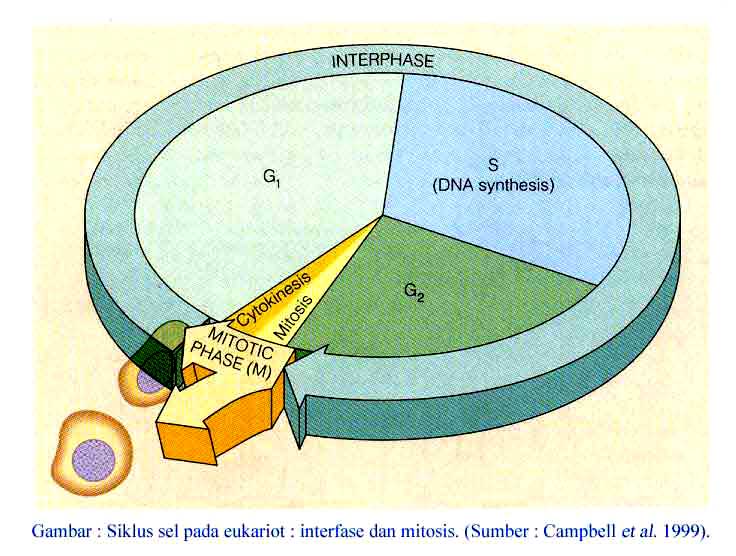 BIOLOGI ) PEMBELAHAN SEL
