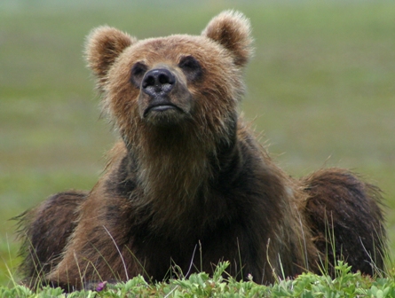 Animals of the world: Kamchatka brown bear