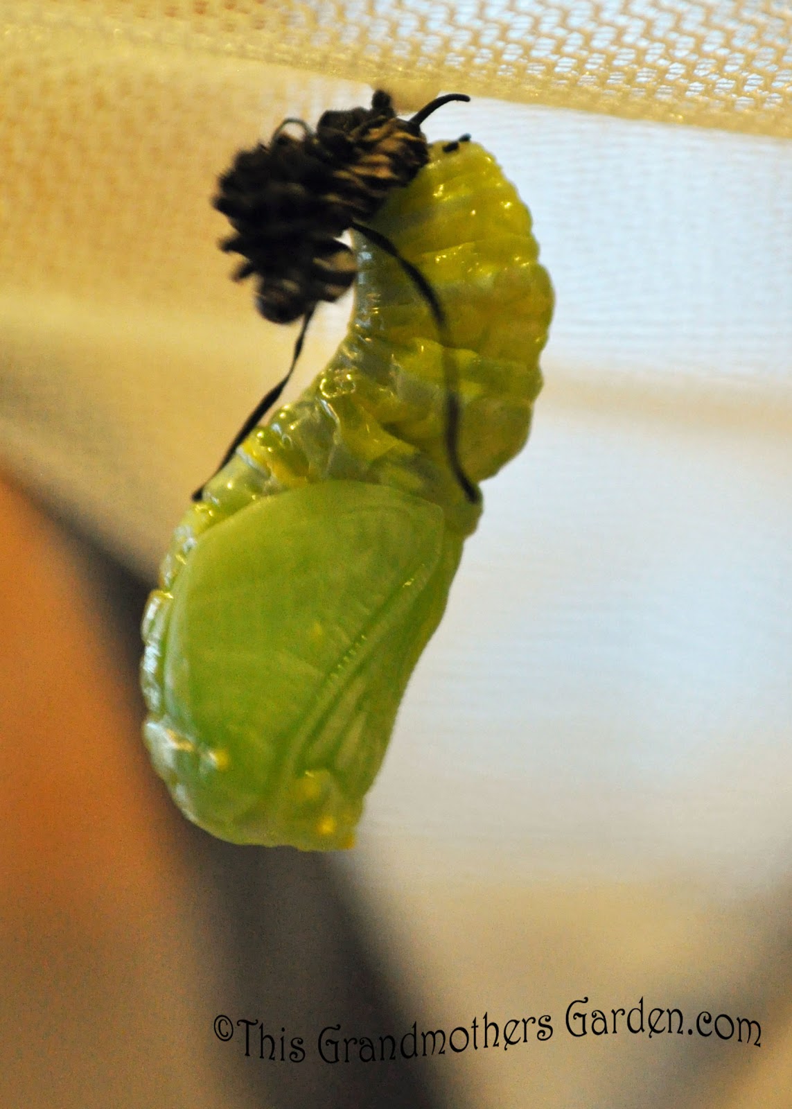 This Grandmother's Garden Butterfly Dreams Part Three... Chrysalis!