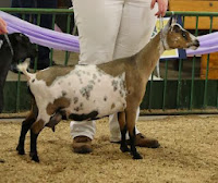 Reference Nigerian Dwarf Goat Doe