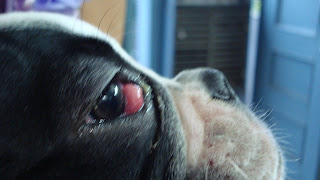 cherry eye dog condition sharma geeta dr posted
