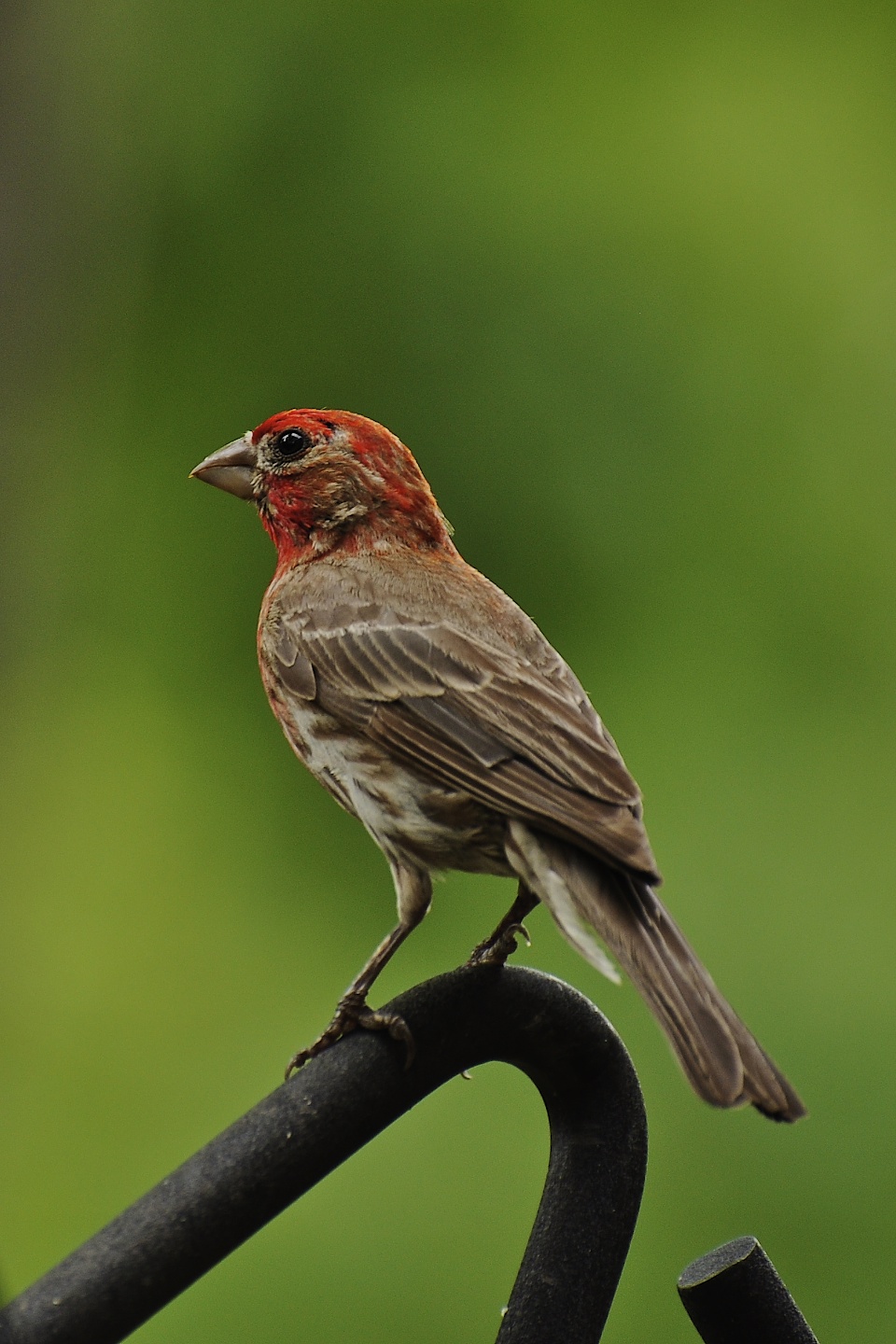 Connecticut Diaries December 2011