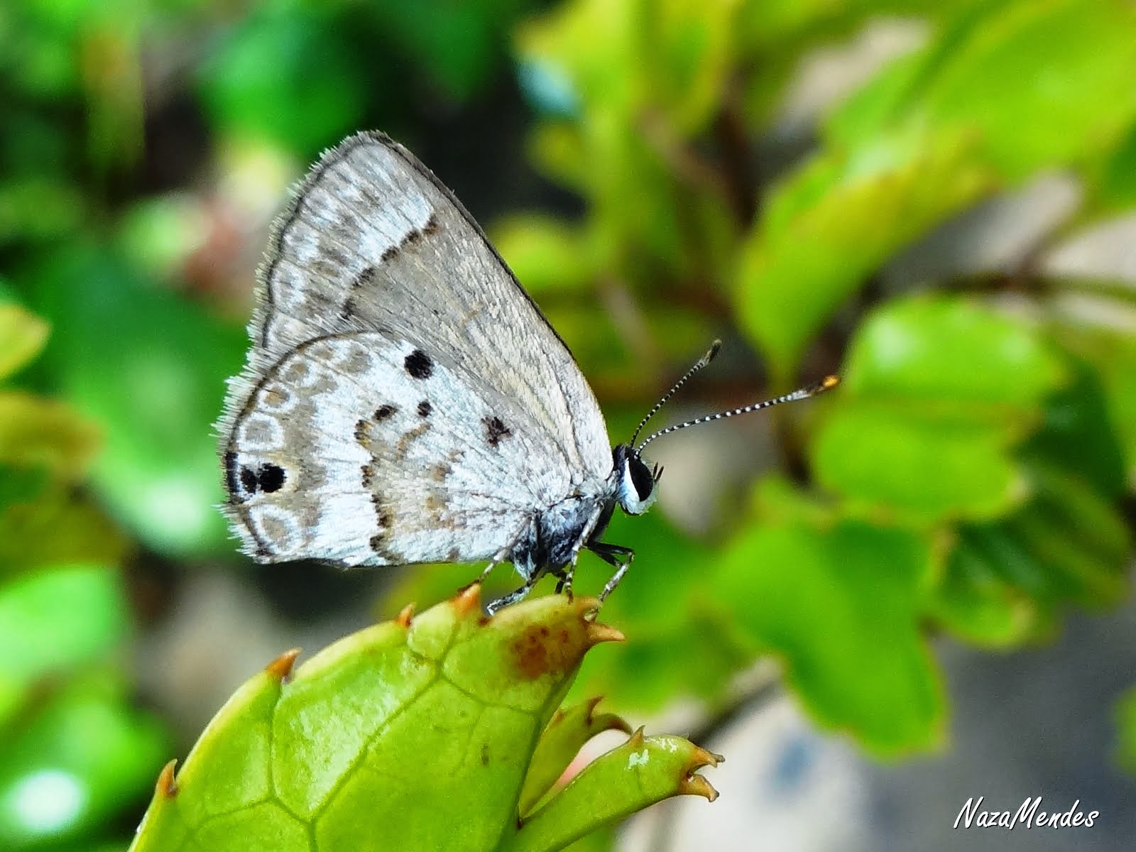 Pequena Borboleta!!!