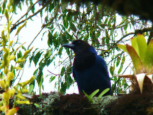 A natureza é bela