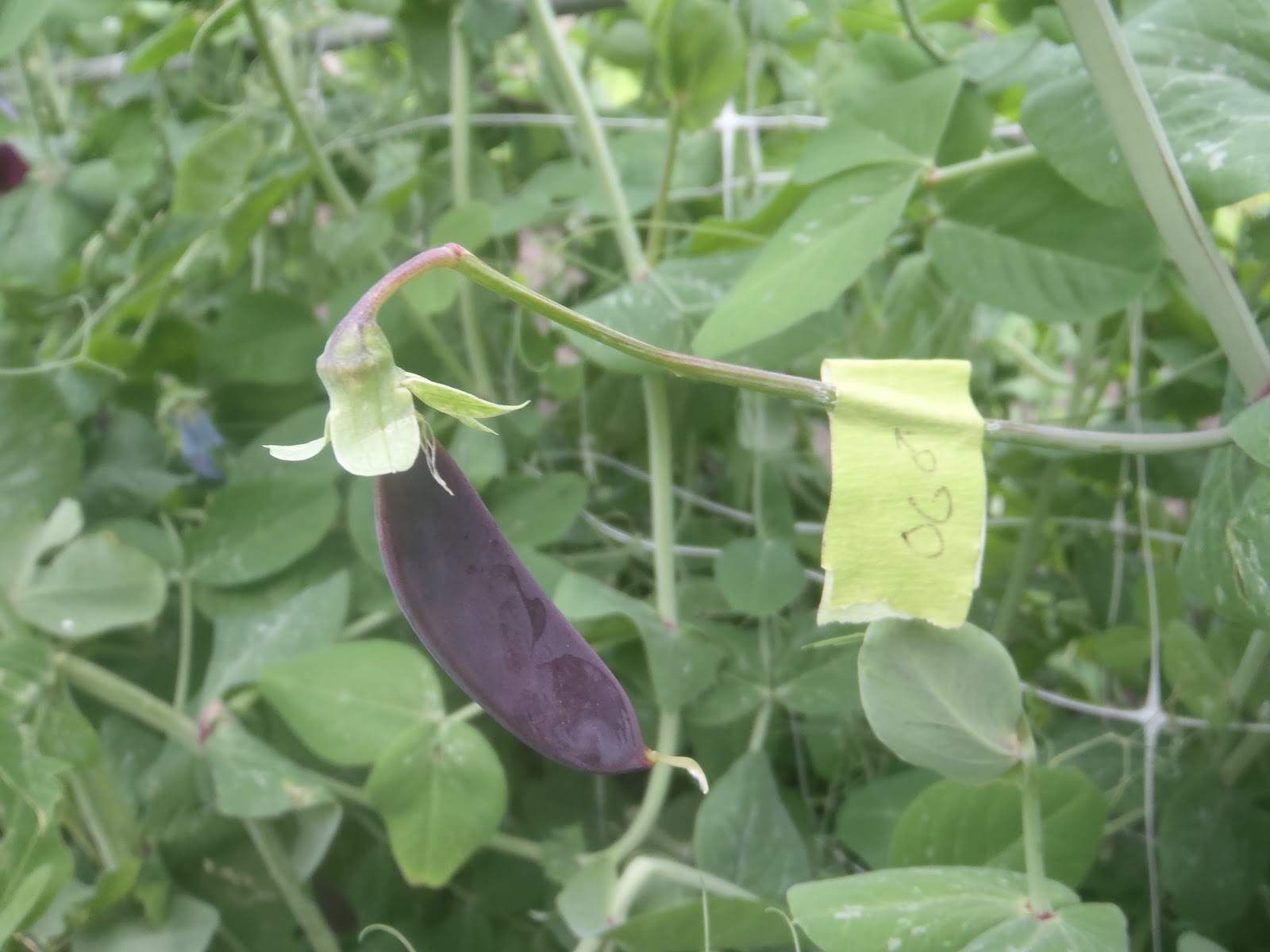 Have You Ever Picked A Carrot? Crosspollinating Peas F1