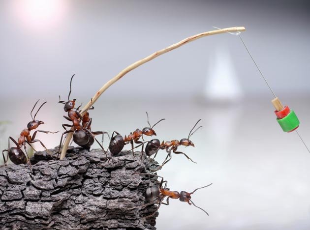 Ants The Unexpected Herbivore You Wont Believe It - xlva1gu