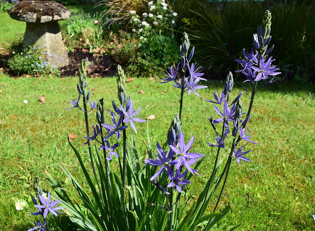 Sungold Stock Photos And Images Agefotostock