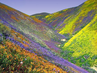 وادي الزهور في جبال الهيمالايا بالهند Valley+of+Flowers