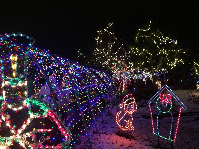 Always CraveCute Twinkly Lights in Duluth