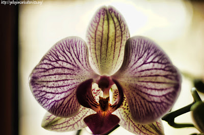 orchidea_phalaenopsis