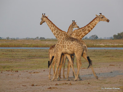 Reisen Afrika Botswana Chobe Nationalpark