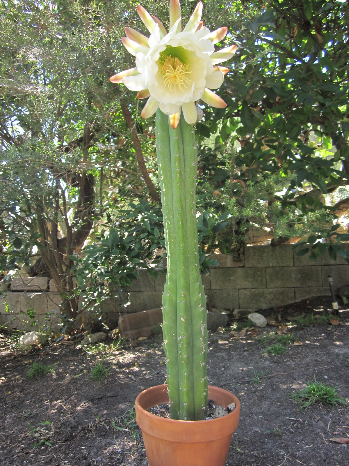 solicitor general Trichocereus pachanoi "San Pedro" with 8inch bloom