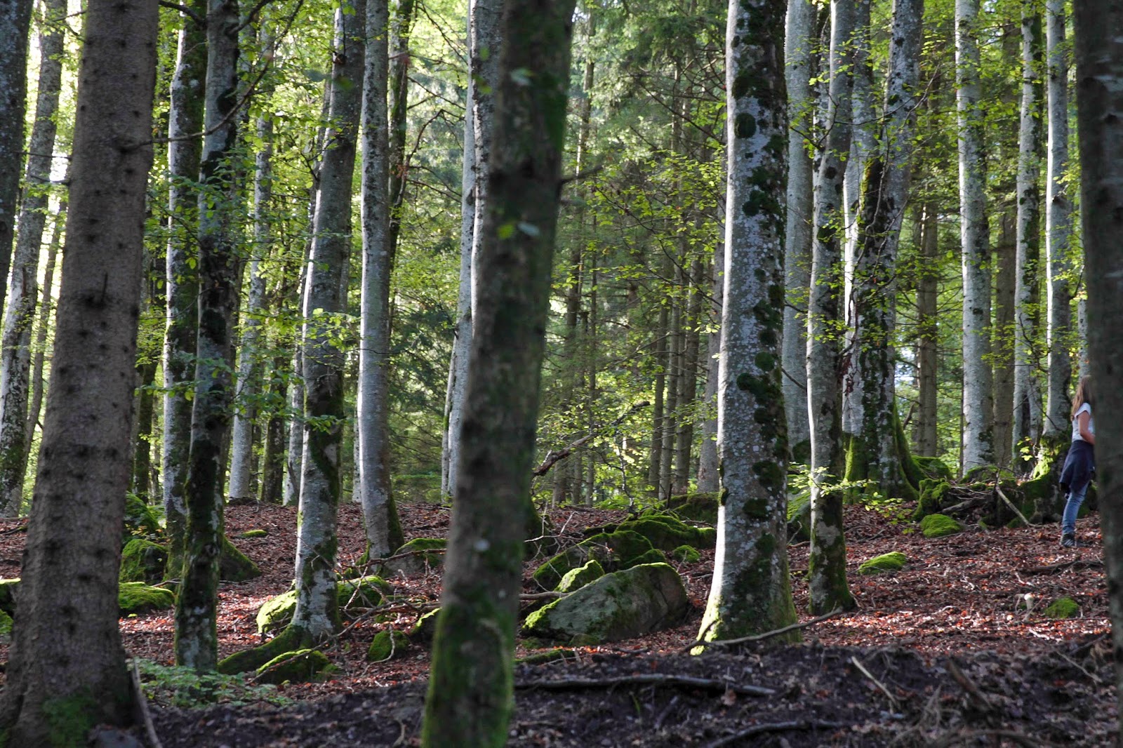 Archiv Schwarzwald Und Bodensee 2010
