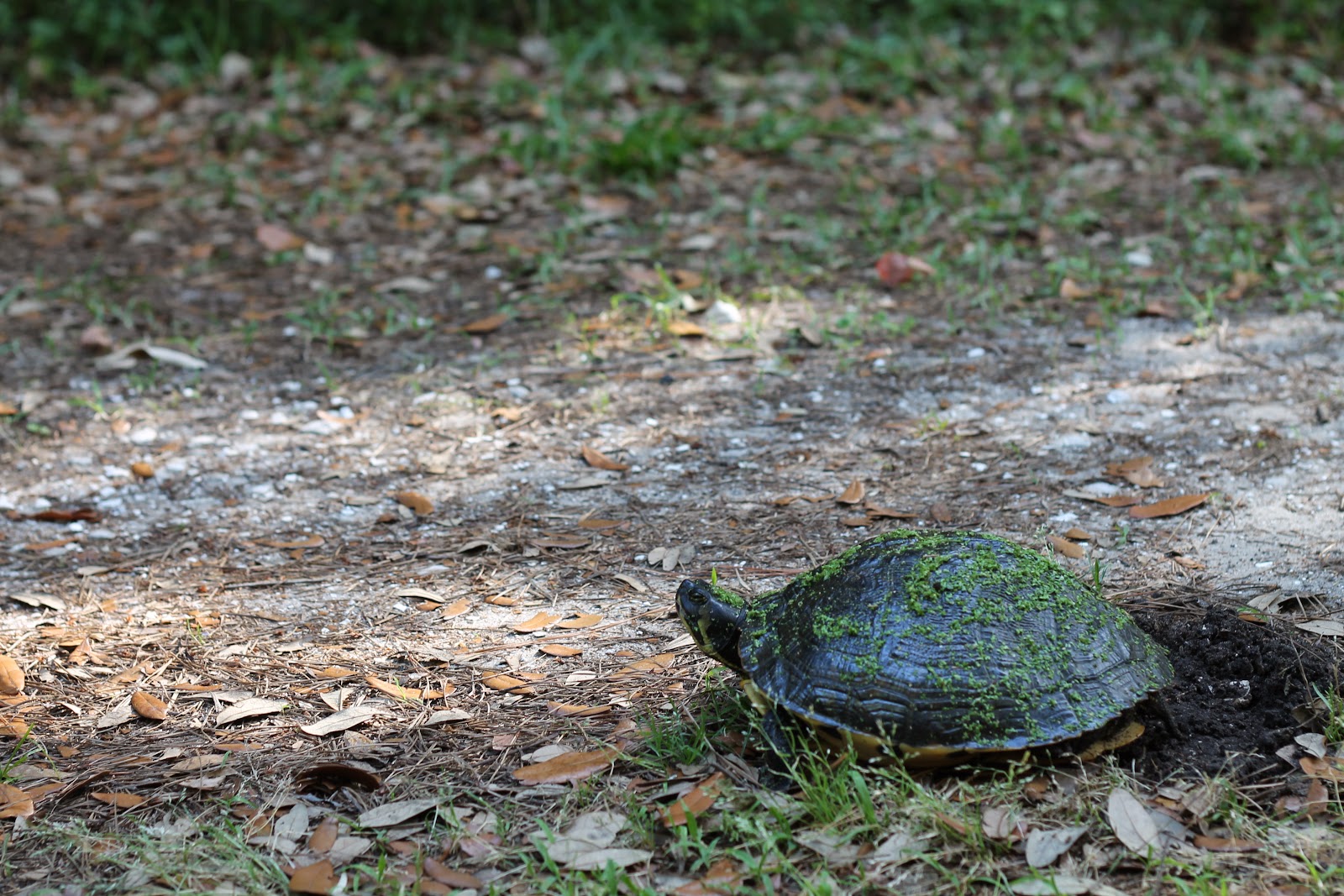 mitcheci photos South Carolina Turtle!!