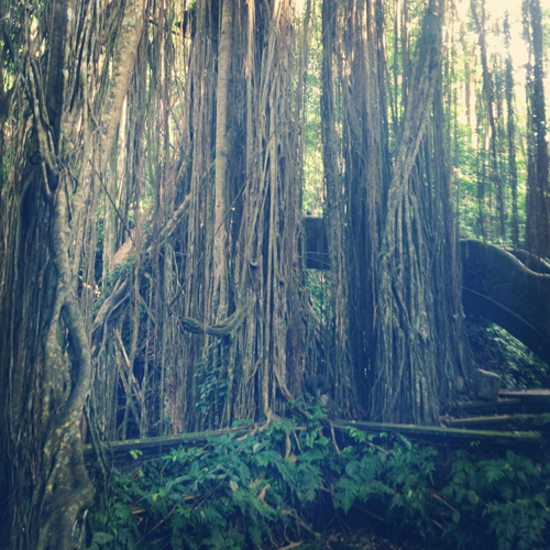 Beautiful Banyan Tree