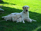 Kristi Nursing Puppies