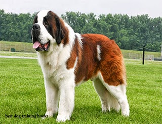 saint bernard aggression