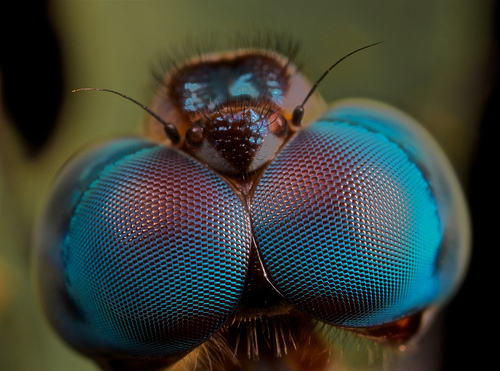 mylife4Him: Humming Birds And Dragonflies