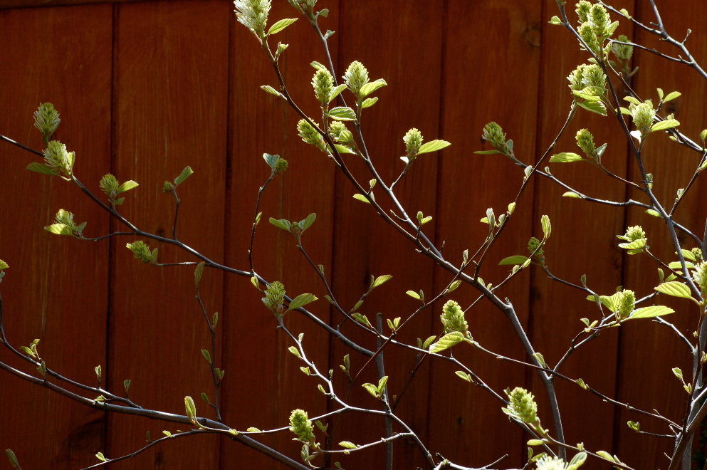 Reed S Garden Ramblings Fothergilla A Great And Often