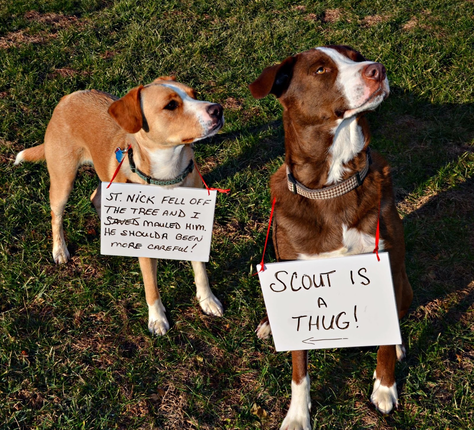 BarnBugStudio DOGSHAMING AND CRACKING UP
