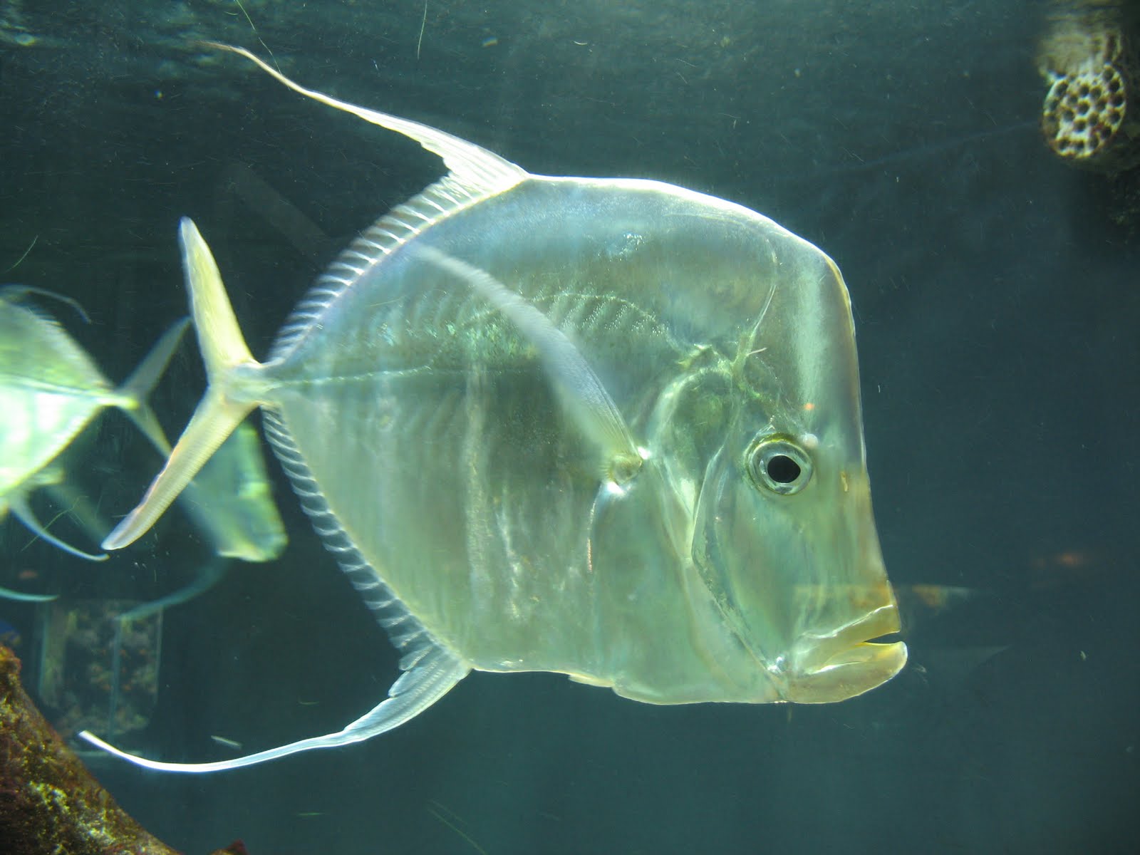 A Arte da Pesca: Peixes de Água Salgada - Peixe Galo