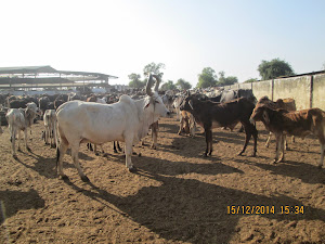 Cattle sanctuaries.