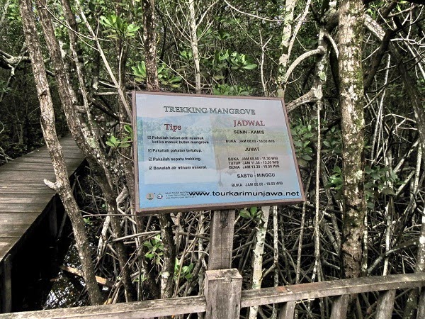 Tips Asik ke Tracking Mangrove Karimunjawa PAKET TOUR