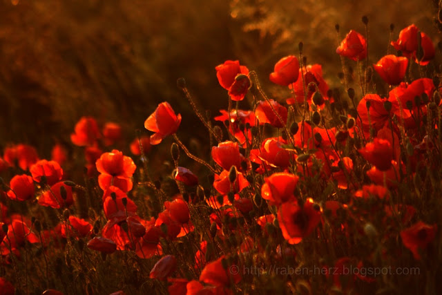 Raben Herz Mondnacht