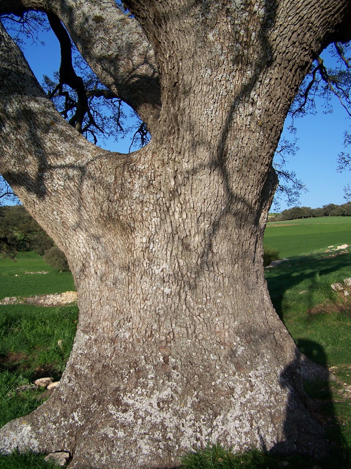 Galefod Quejigo andaluz.