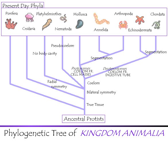 KINGDOM ANIMALIA