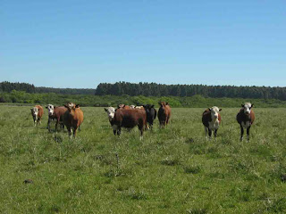 Cattle Farm Business 