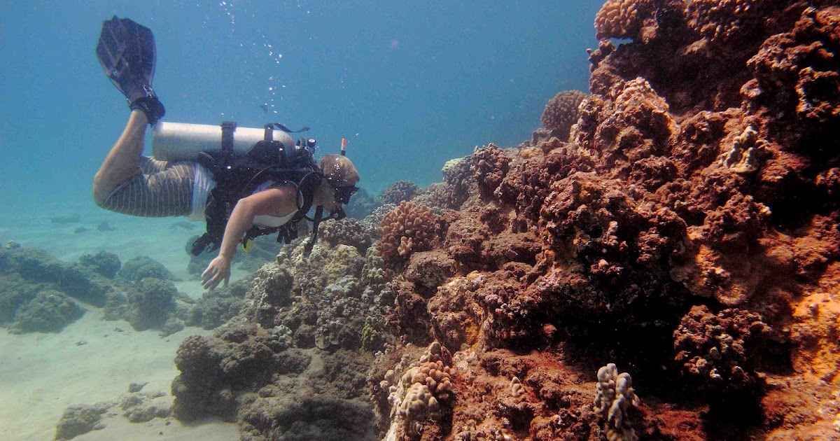 Capturing the Moment Amazing Black Rock, Diving Maui