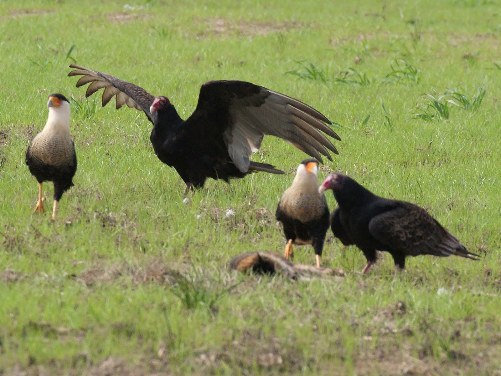 SE Texas Birding & Wildlife Watching: Eagles and Vultures