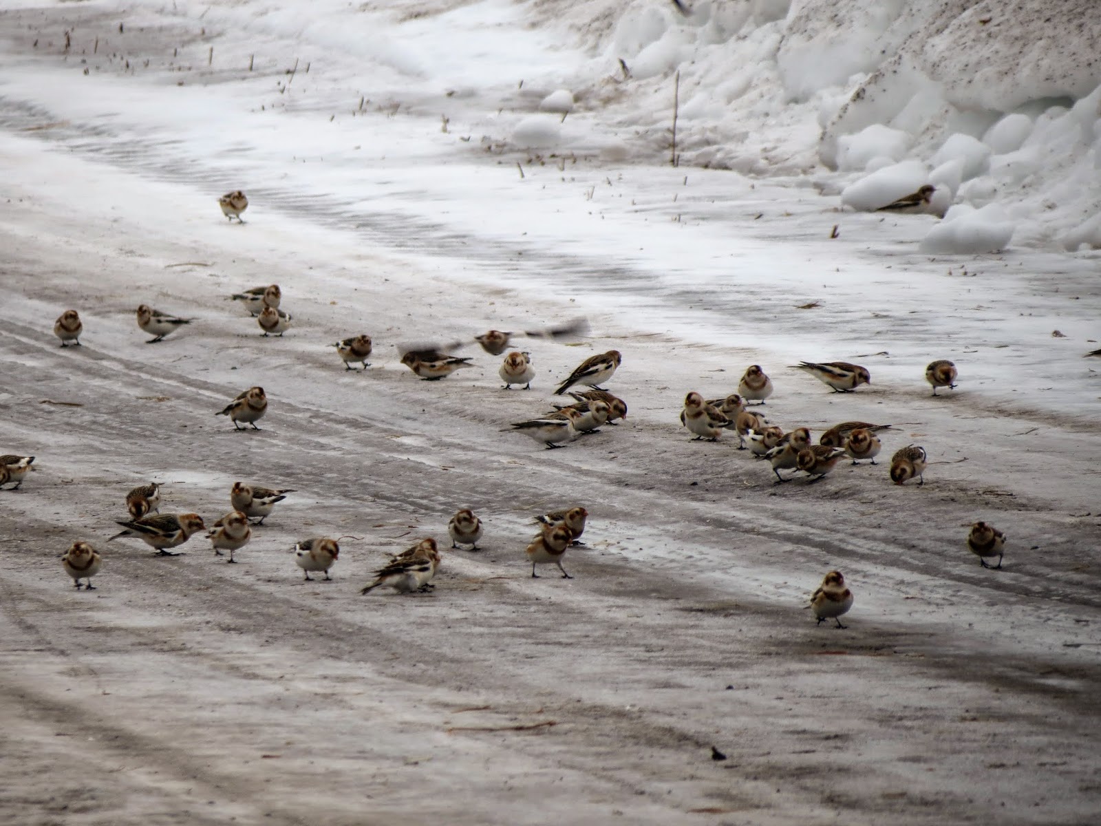Snow Buntings - Martin Edwards Reserve, Amherst Island, ON (Dec 2013)