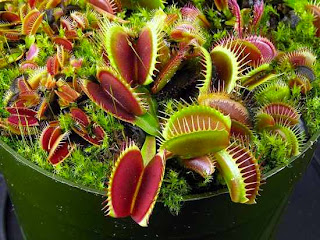 [Image: Dionaea+Muscipula.jpg]