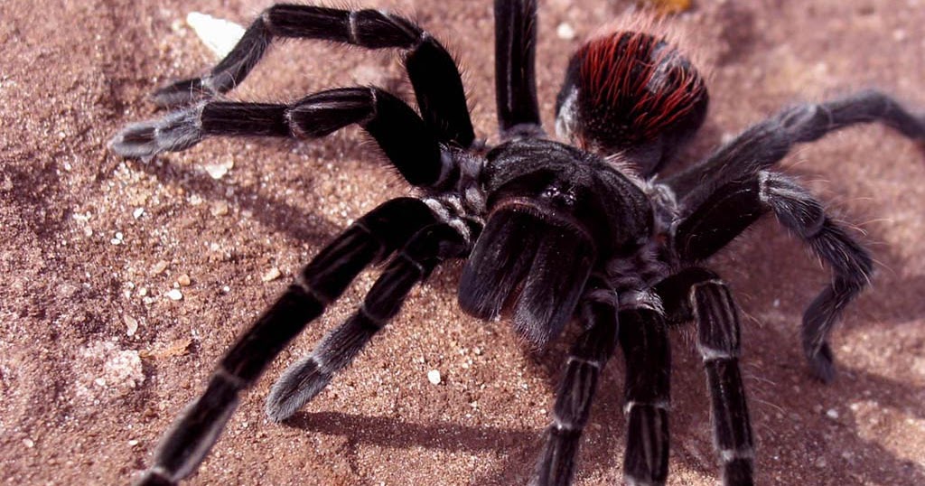 tarantula wallpapers fun animals wiki videos pictures tarantula wallpapers fun animals wiki videos pictures
