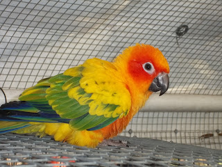 Zaksee Florida Bird Sanctuary sun conure Info | Zaksee Florida Bird