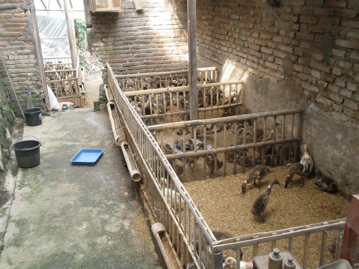 BUDIDAYA BEBEK PEDAGING JENIS KALUNG/MAGELANG