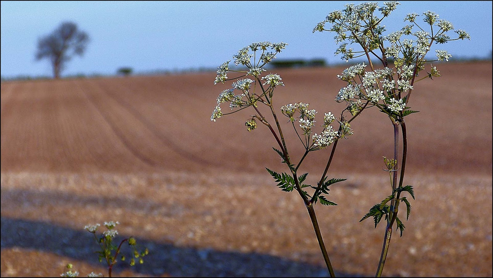 Lincolnshire Cam Lincolnshire Wolds & Humberston Fitties