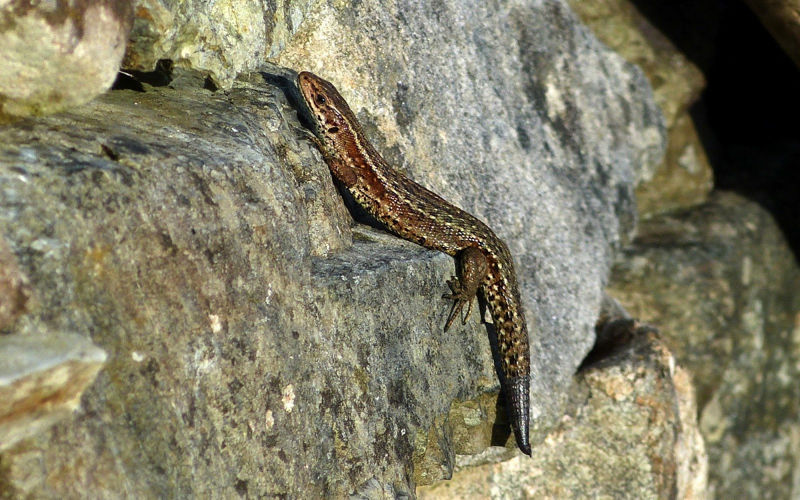 A Kilchoan Diary: Lizards at Last