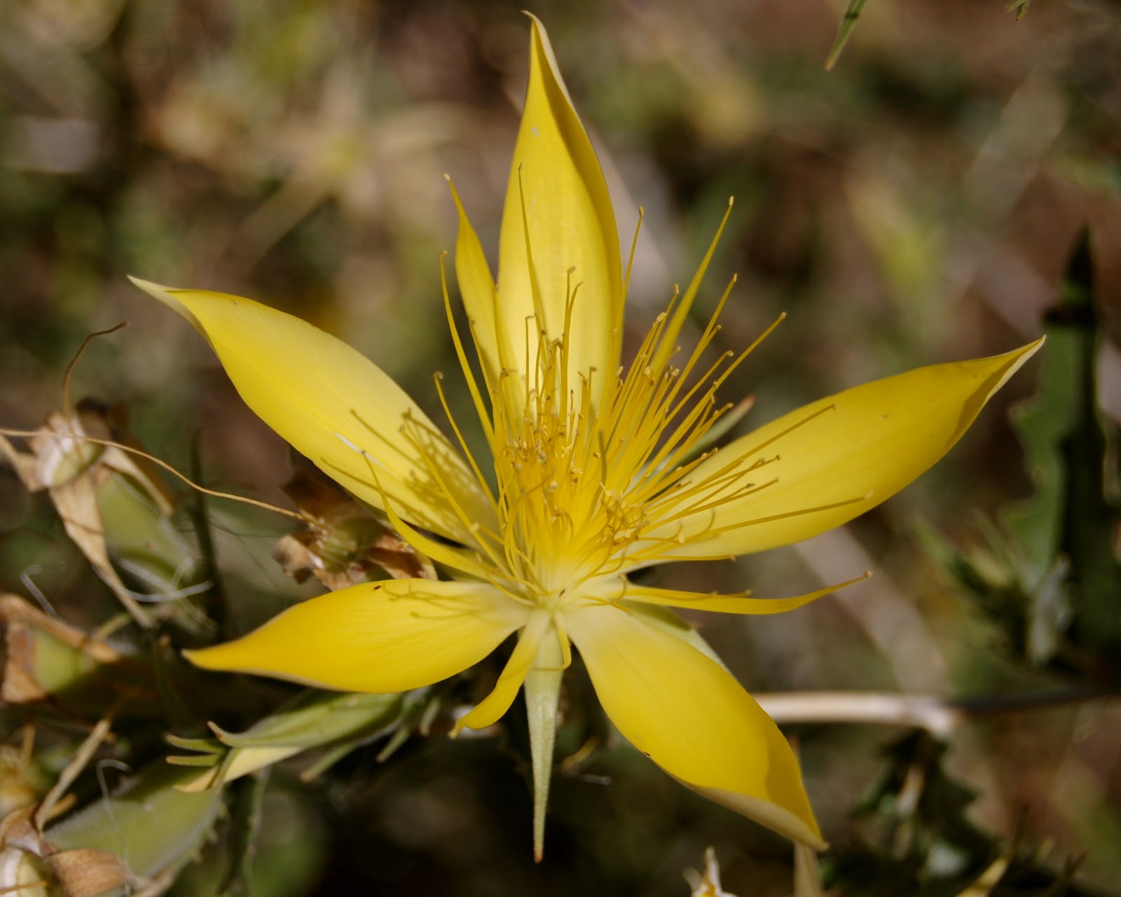 blackoaknaturalist 'Tis the Season of Yellow Flowers