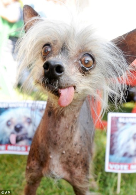 10 Most Ugliest Dogs in the 2011