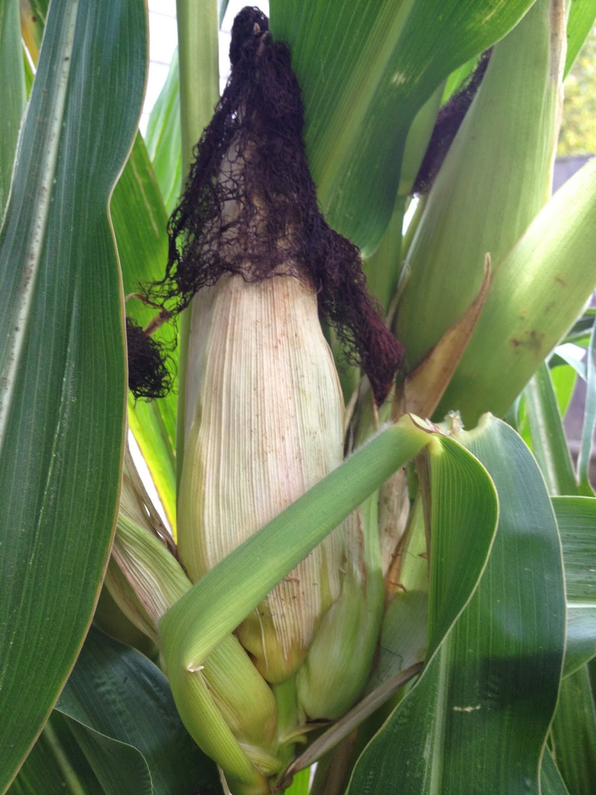 The Strawberry Popcorn Harvest
