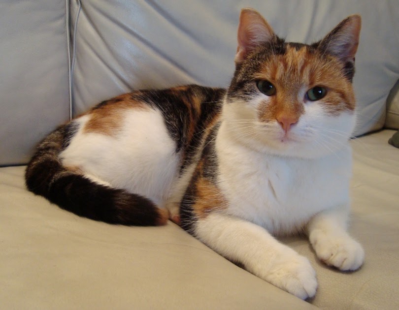 Virkattu kissa: Kissani