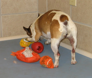 white and brown pet dog playing