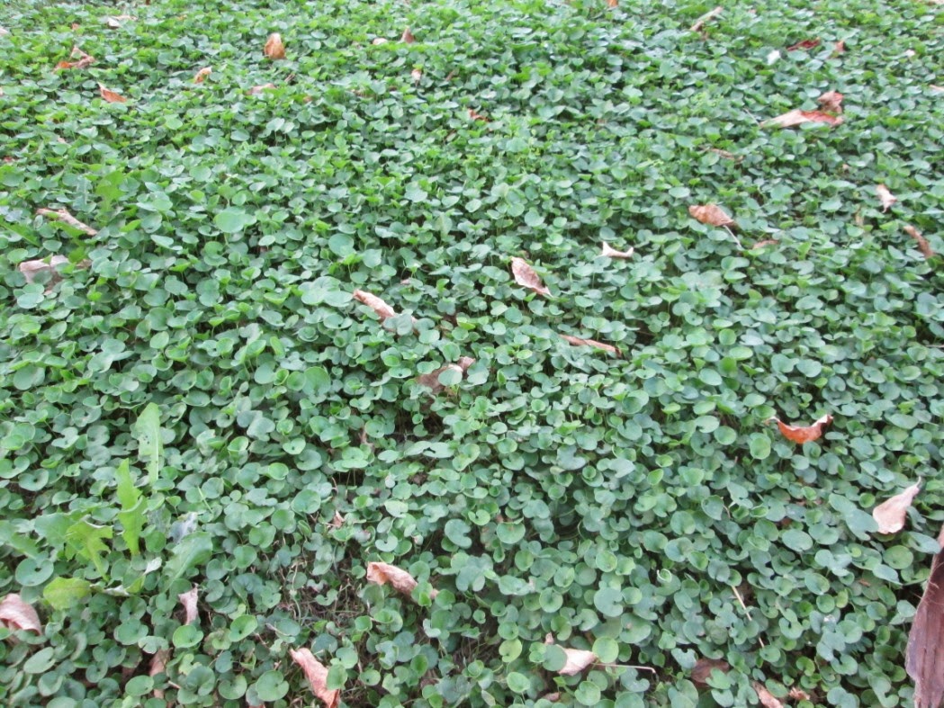Dichondra Repens 1 KG - Semi Per Prato Verde Senza Taglio, Ideale Per Sole | Tappeto Erboso Ornamentale