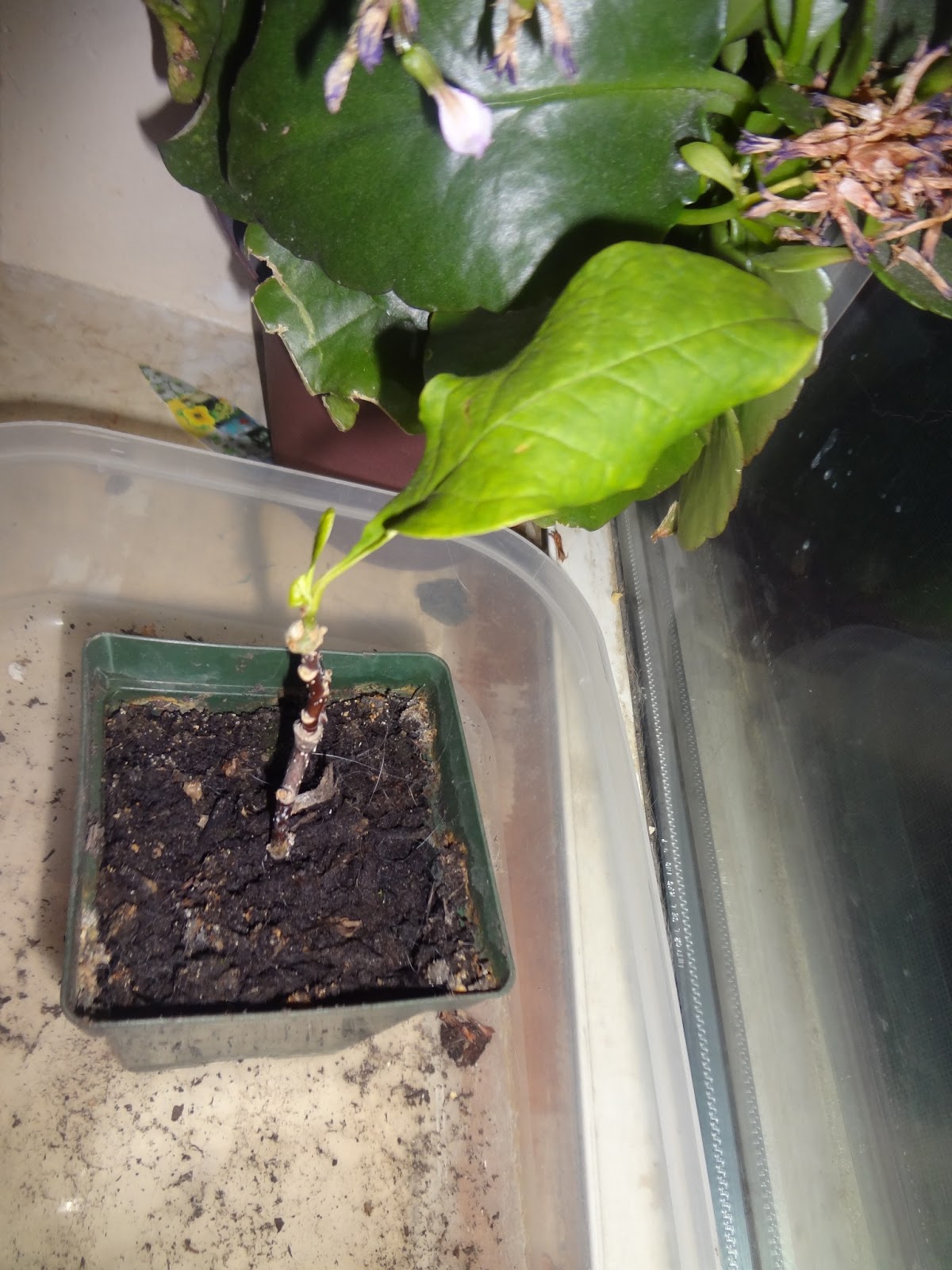 Niftynnifer's Crochet & Crafts How to Propagate Magnolias