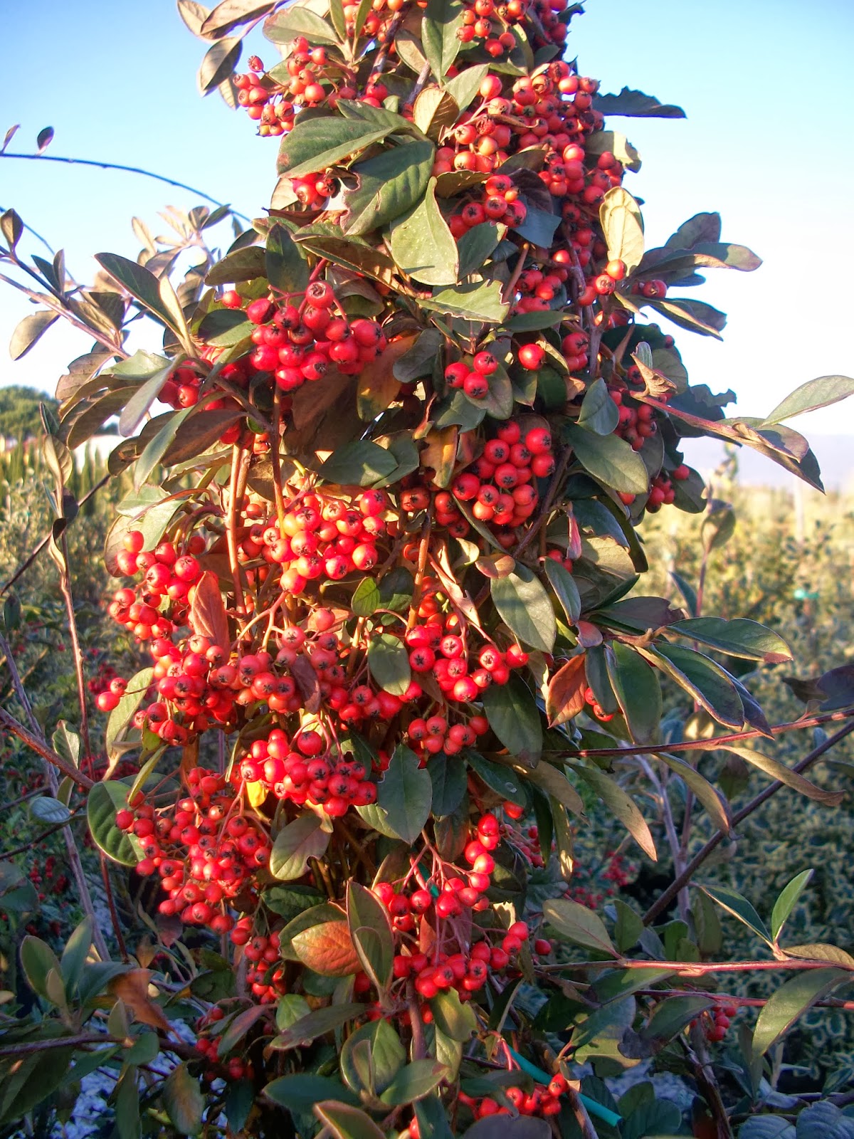 Las Manos En La Tierra Fuego De Otono